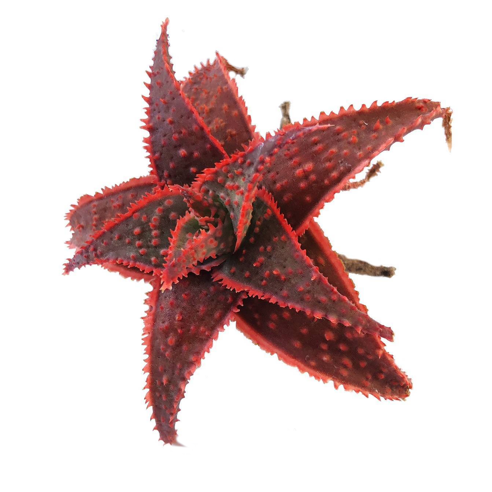 Aloe 'Christmas Carol'