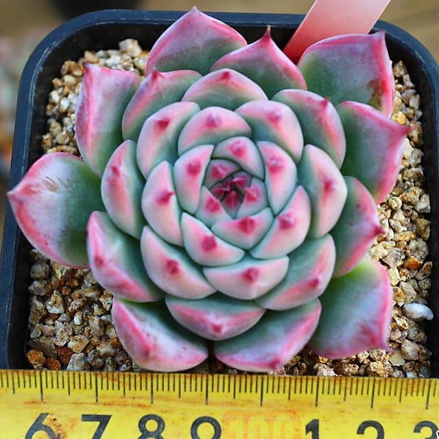 Echeveria Colorata Sp., (Not so Random)