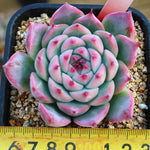 Echeveria Colorata Sp., (Not so Random)