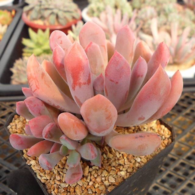 Echeveria Cupid, (Cluster)