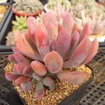 Echeveria Cupid, (Cluster)