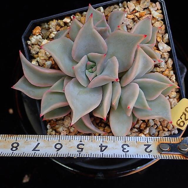 PRESALE Echeveria Madiba, Cluster, (Random)