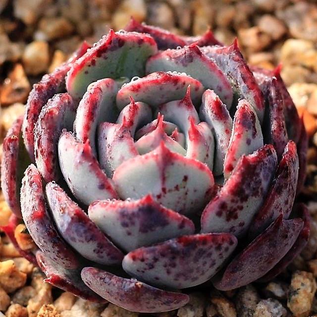 PRESALE Echeveria Ceschion