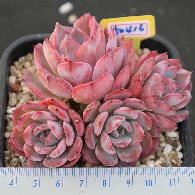 PRESALE Echeveria Laurensis Cluster, (Not so Random)