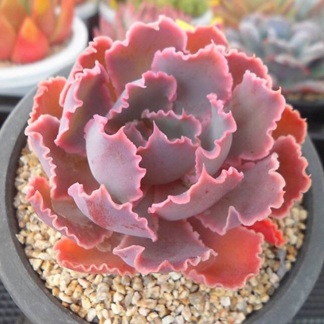 PRESALE Echeveria Shaviana Madre de Sur, (Random)