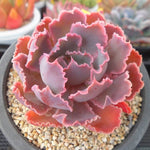 PRESALE Echeveria Shaviana Madre de Sur, (Random)