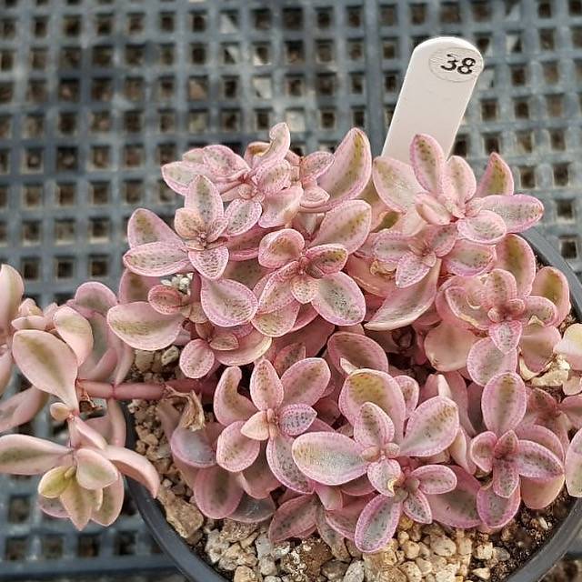 Crassula Volkensii, Variegata (Small Blemishes)