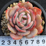 PRESALE Echeveria Smile, (Not so Random)