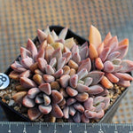 PRESALE Echeveria Sugar Jelly, Cluster (Random)