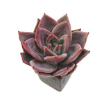 Sale! Echeveria Baekya White Knight