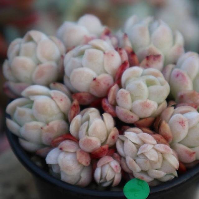 PRESALE Echeveria Lemon Berry Cluster, (Random)