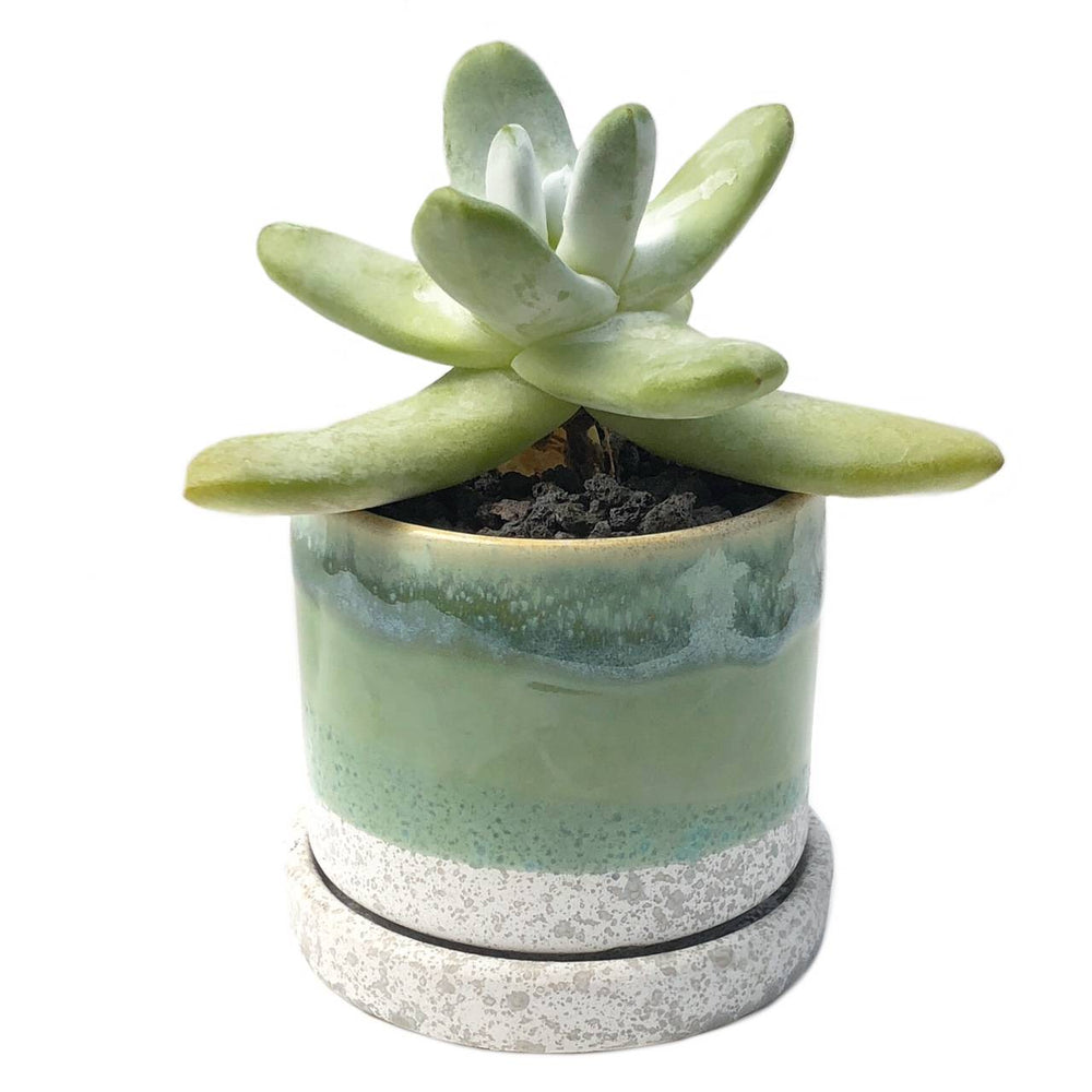 grassy succulent 3" Chive Minute Pot- Grassy Layers – Cedar Creek Farmhouse