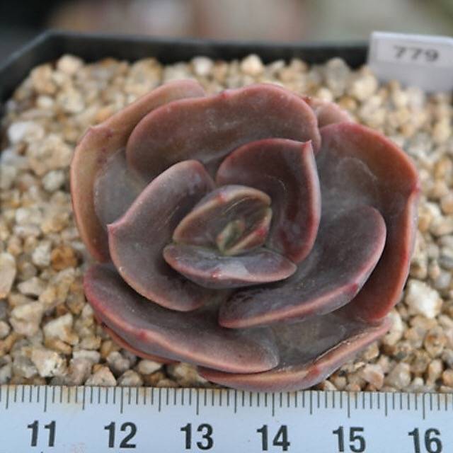 PRESALE Echeveria Blue Metal, (Random)