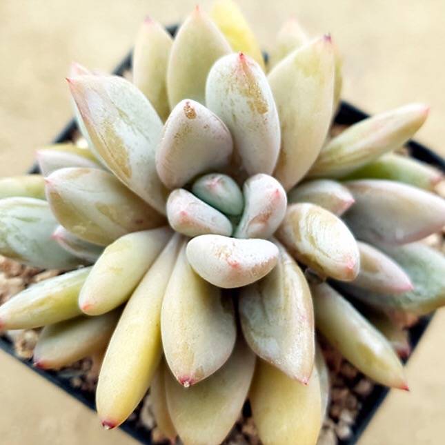 PRESALE Echeveria Tolimanesis Sp., (Not So Random)