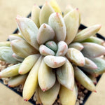 PRESALE Echeveria Tolimanesis Sp., (Not So Random)