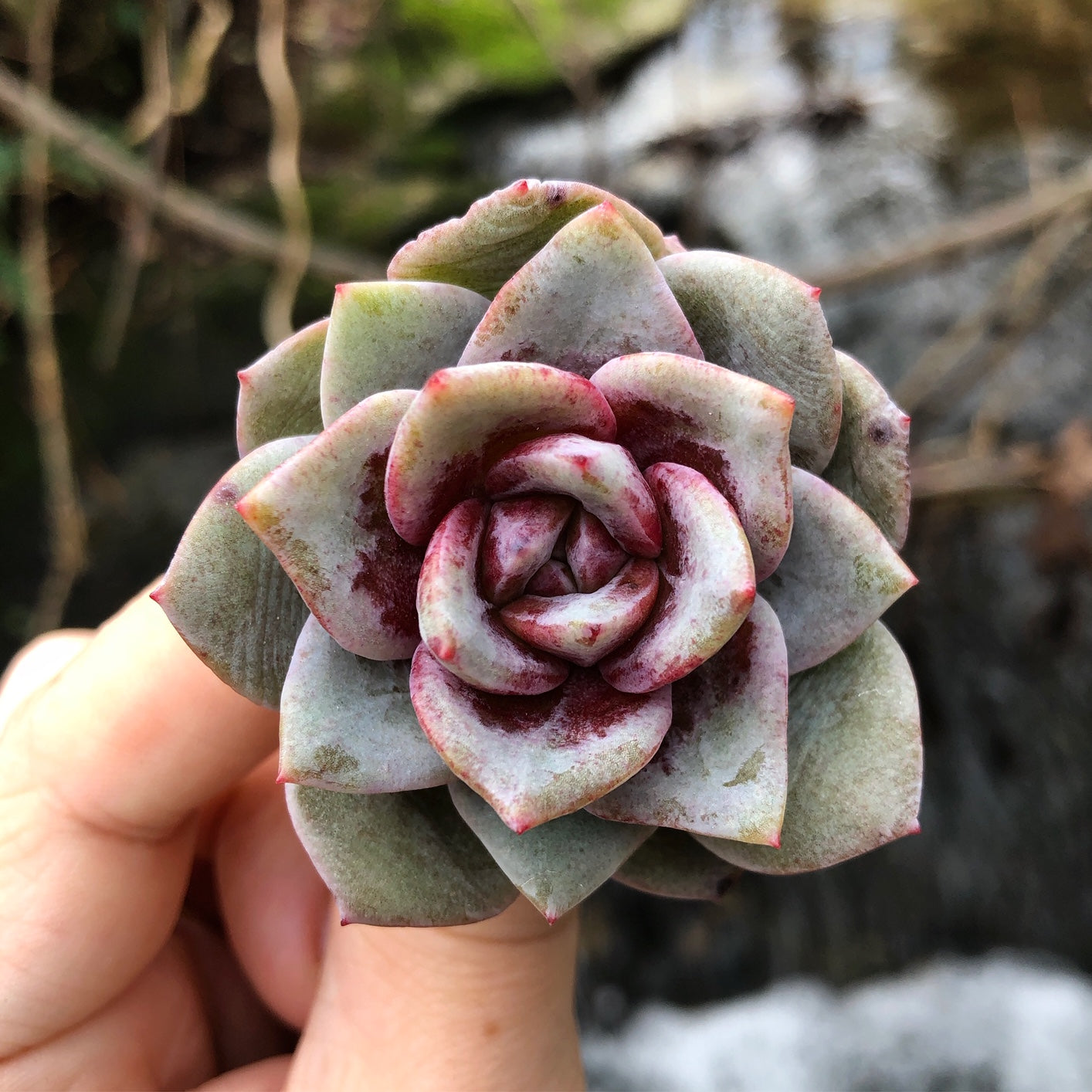 german champagne succulent Echeveria Champagne, Germany – Cedar Creek Farmhouse