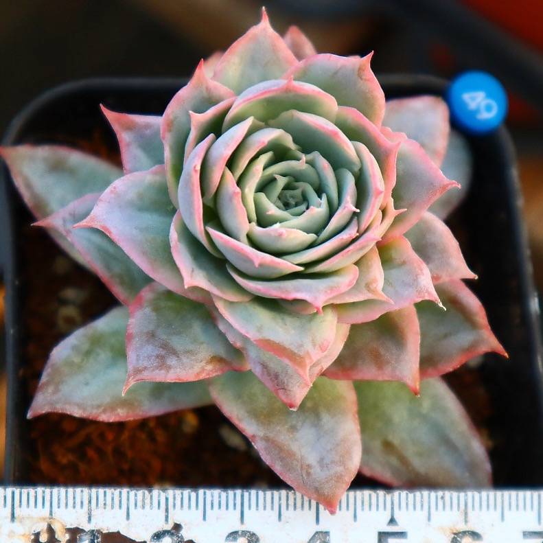 Graptoveria Rose Queen
