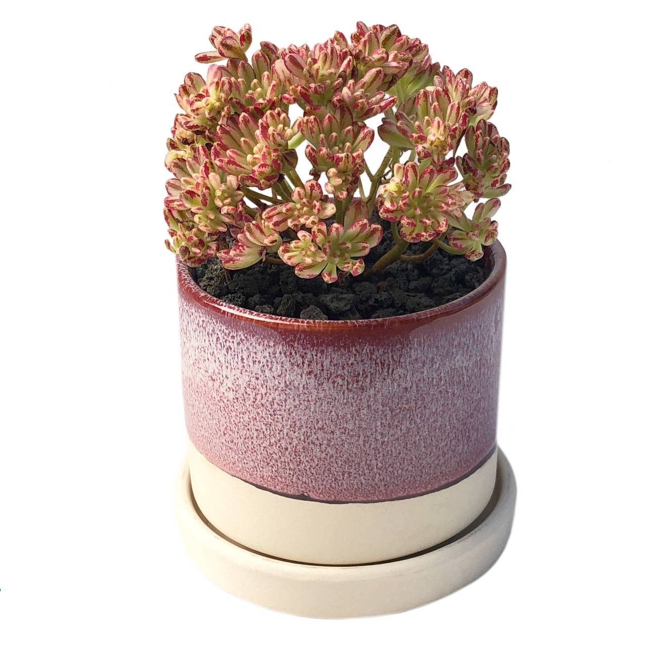 3" Chive Minute Pot- Raspberry