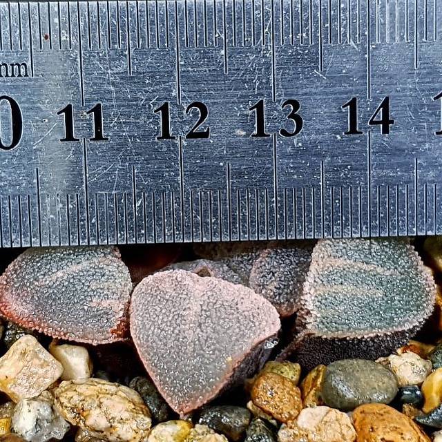 Haworthia Pygmaea Hybrid, (Video)