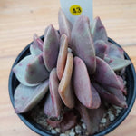 PRESALE Echeveria Bainesii, Double (Random)