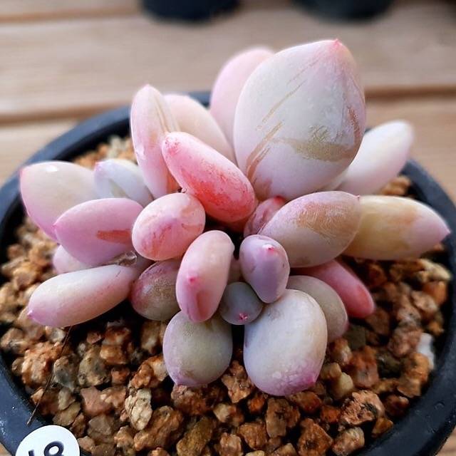 (RESERVED) Echeveria Pink Pitch Cluster
