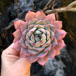 Echeveria Prism