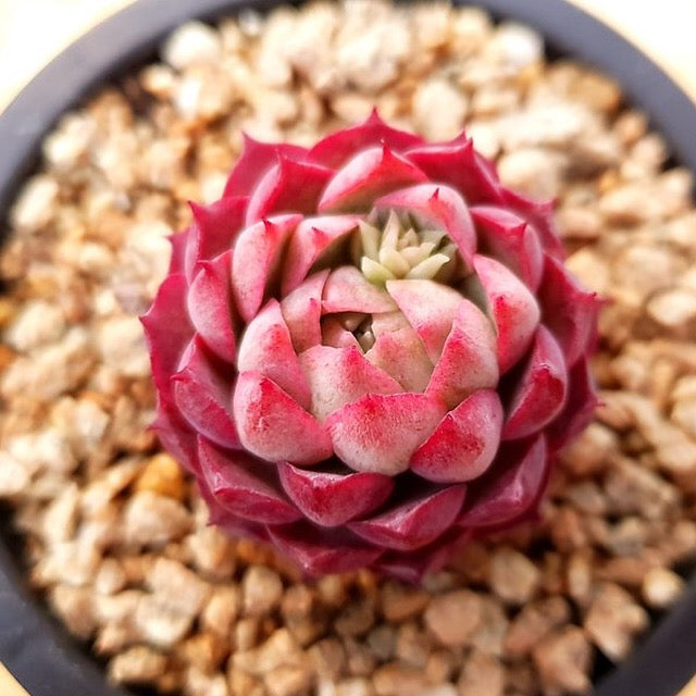 PRESALE Echeveria Charlotte, (Random)