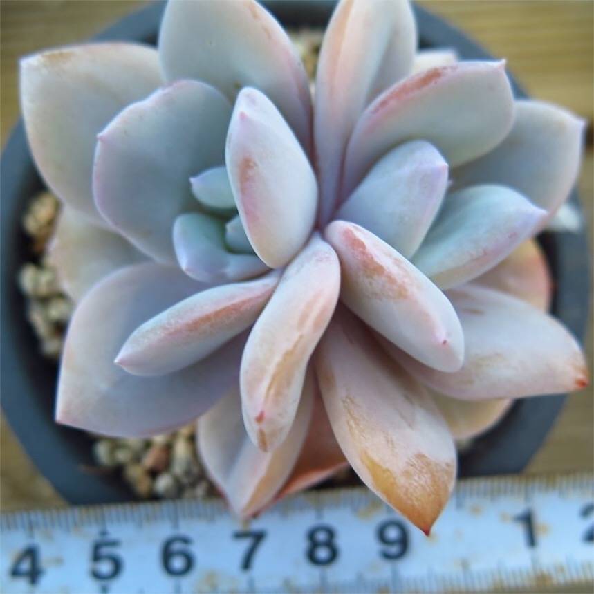 PRESALE Echeveria Cream Tea, (Random)