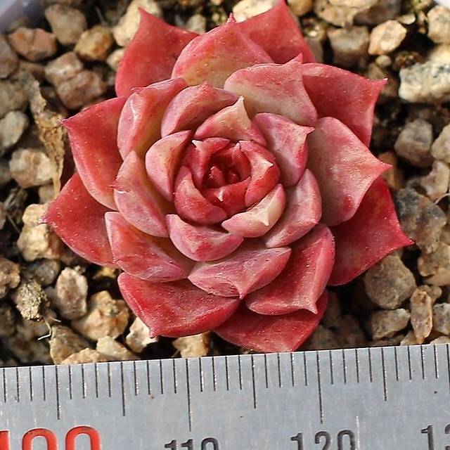 PRESALE Echeveria Mochican