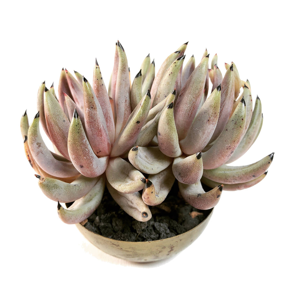 Echeveria Unguiculata, Double