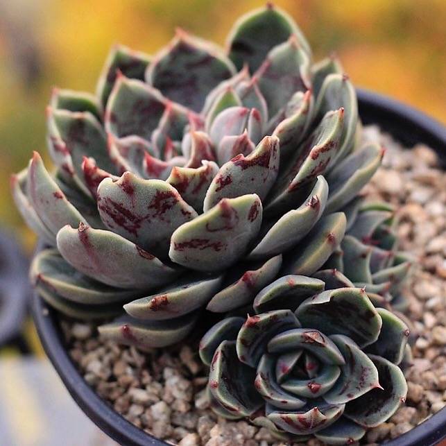 PRESALE Echeveria Santa Lewis, Triple