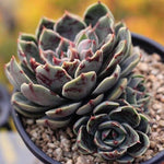 PRESALE Echeveria Santa Lewis, Triple