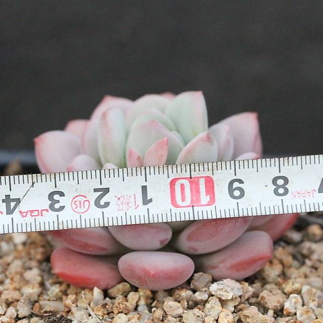 FLASH SALE! PRESALE Echeveria Ice Cream, (Random)