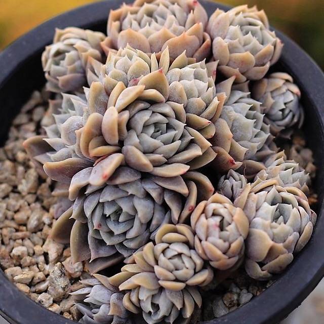 PRESALE Echeveria Mary Bell, Cluster