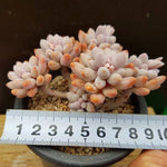 PRESALE Pachyphytum Machucae 'Baby Fingers,' (Random)