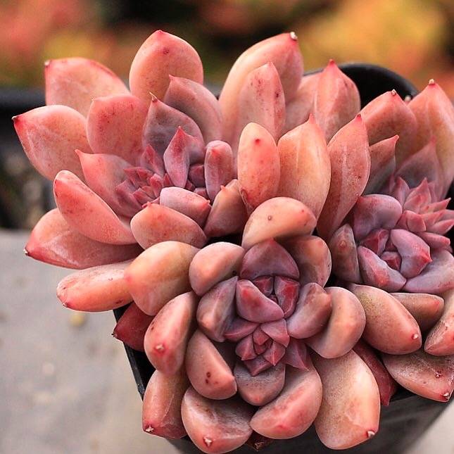 PRESALE Echeveria Bonifica, (New!)