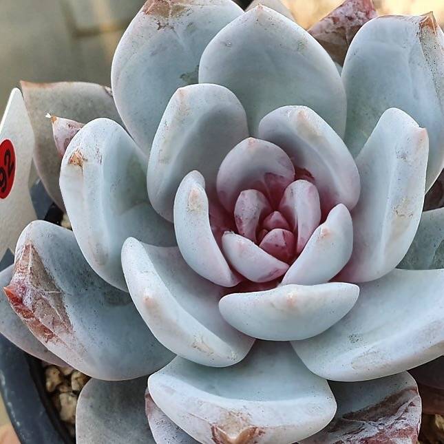 trost succulent Echeveria Trumso, (Not so Random) – Cedar Creek Farmhouse
