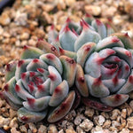 PRESALE Echeveria Momotarou cv, Triple