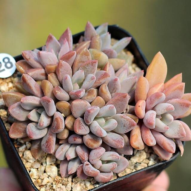 PRESALE Echeveria Sugar Jelly, Cluster (Random)