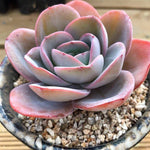 Echeveria Brinks Blue, (Not so Random)