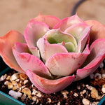 (RESERVED) Echeveria Red Finkle