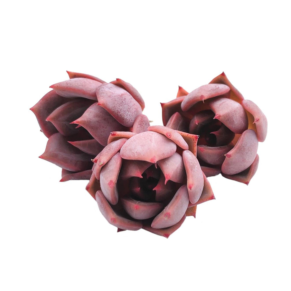 Echeveria Beauty Lily, Single Rosette (Random)