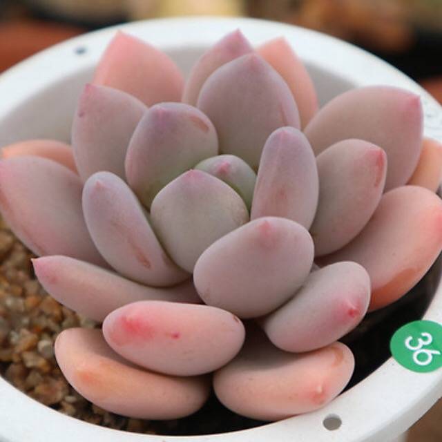 PRESALE Echeveria Sp., (Random)