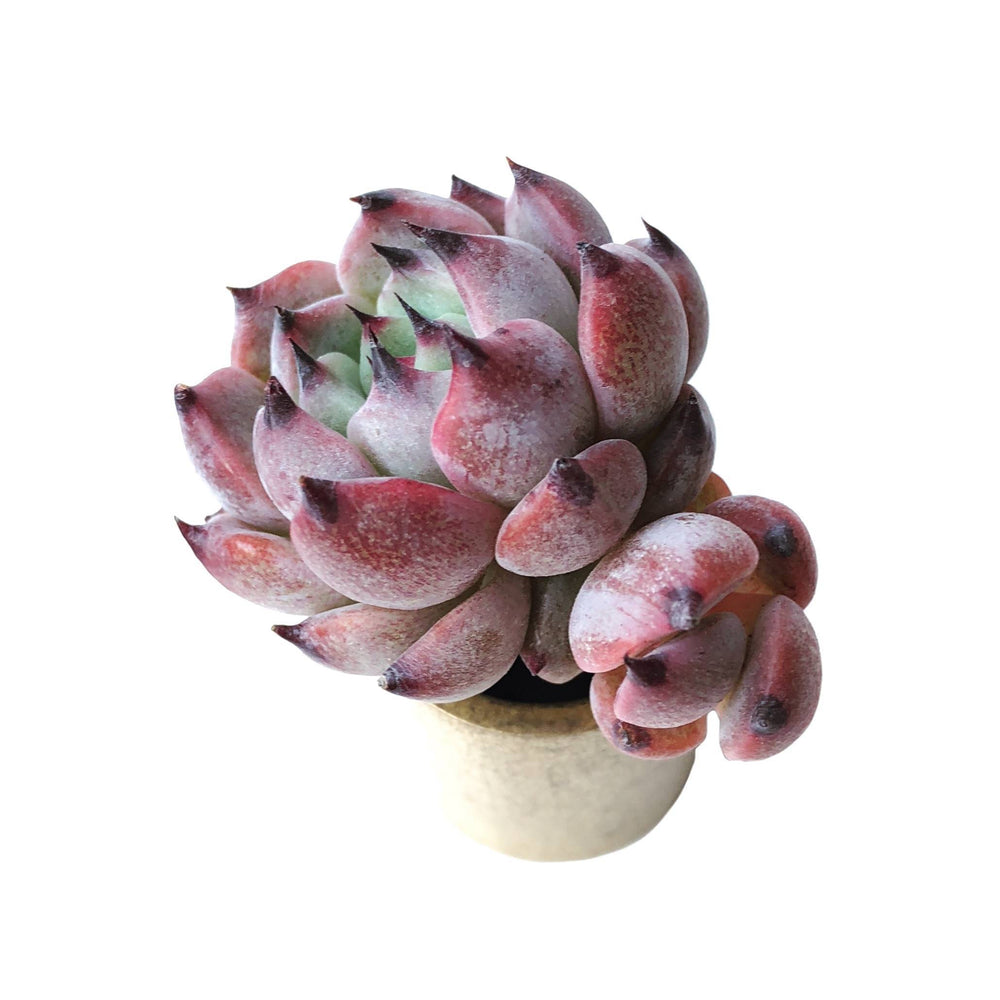 Echeveria Jackal