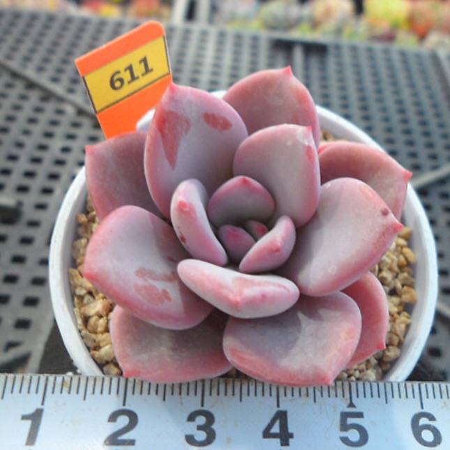 PRESALE Echeveria Amarrensis, (Random)