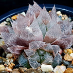 Haworthia Cooperi var. Venusta