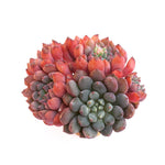 PRESALE Echeveria Green Surf, (Not so Random)