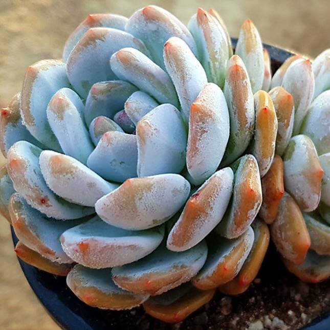 PRESALE Echeveria Monroe, Double, (Random)