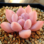 PRESALE Echeveria Arteusa, (Random)