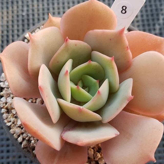 Echeveria White Snow, (Random)